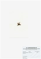 藏品(旋花藻)的圖片